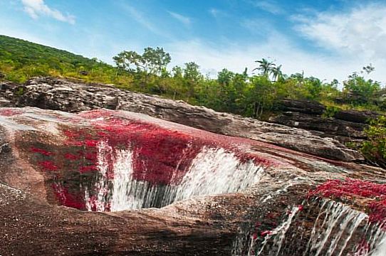 Cano Cristales, ��������