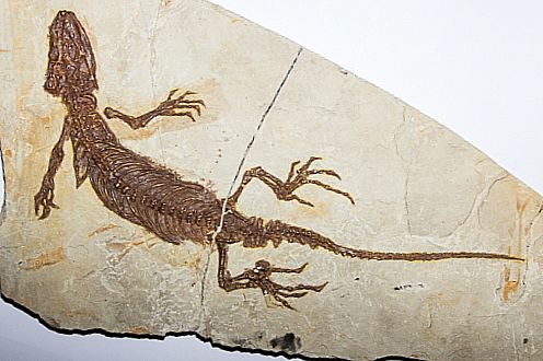 �������������� ����������