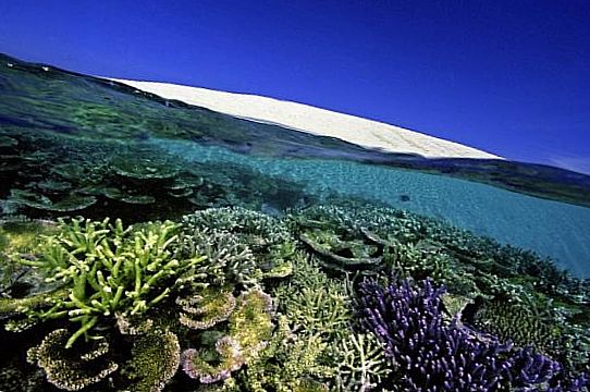 ������� ��������� ���, ���������: 32 000 ������ � ��������